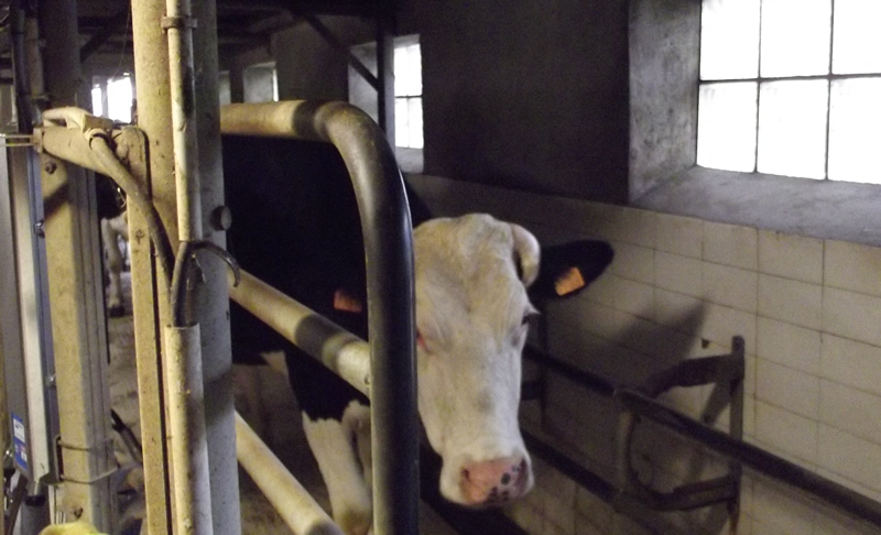 vache bio